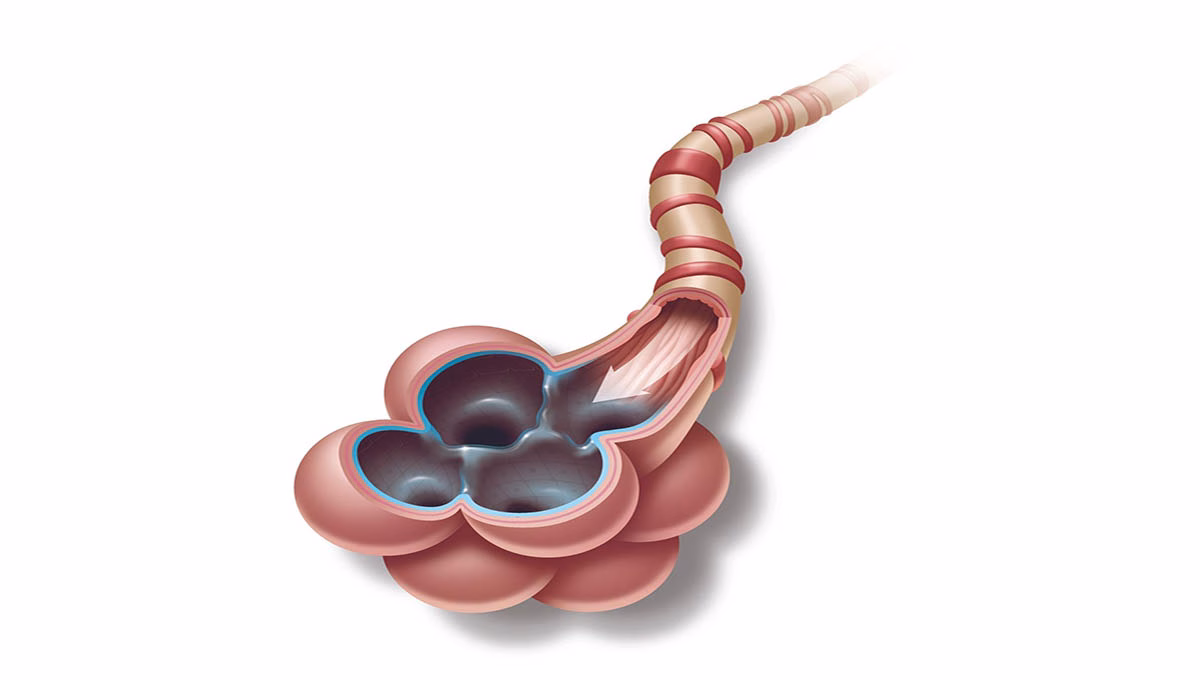 Anatomical,Illustration,Of,Alveoli, ,Showing,Surfactant,Coating,Air,Sacs