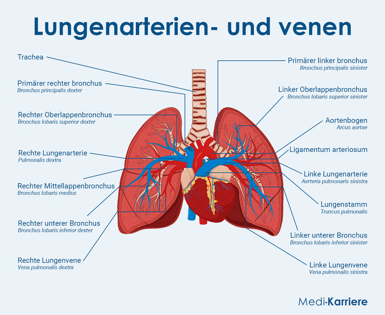 Truncus Pulmonalis Grafik