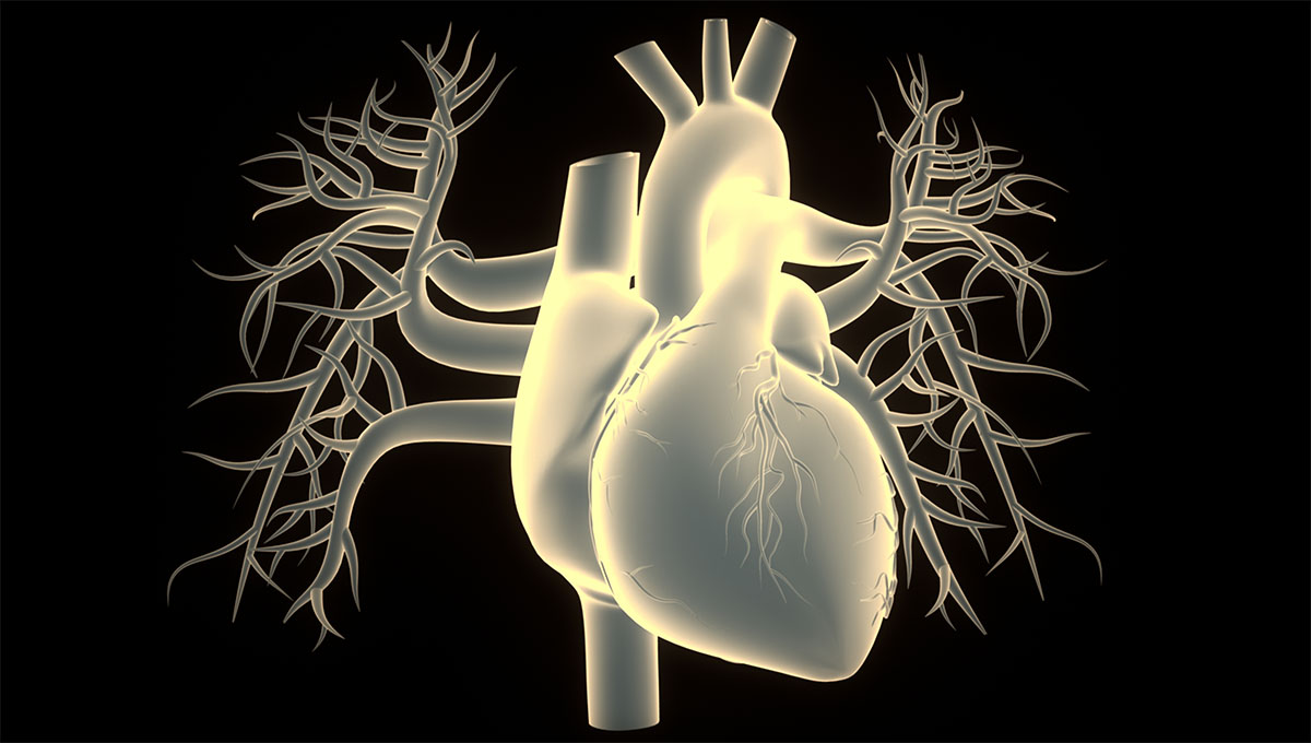 Human,Circulatory,System,Heart,Anatomy.,3d