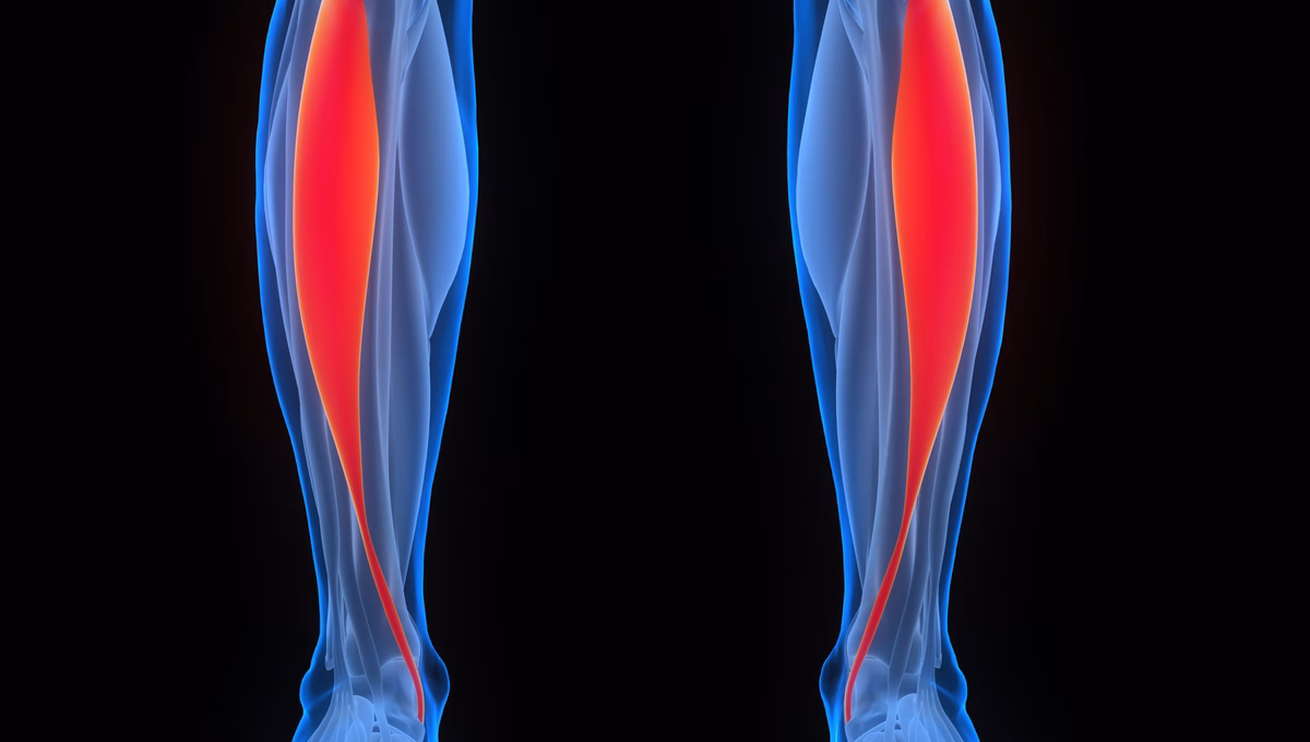 Shutterstock 2231169663 MKDE Tibialis Anterior