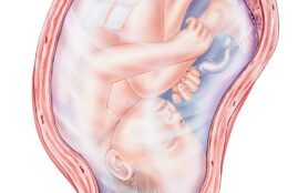 Pregnancy, ,Immature,(premature),Labor.,Shown,Are,The,Fetus,,Placenta