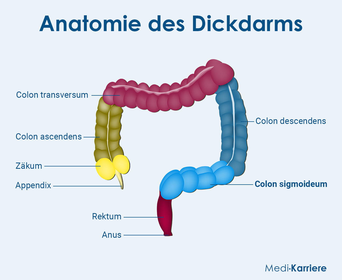 Colon Sigmoideum Grafik