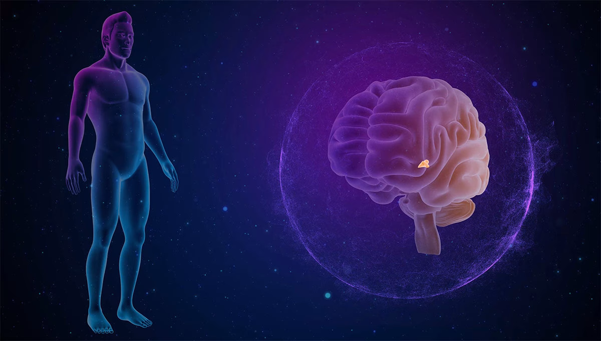 Human,Brain,Pineal,Gland,3d,Illustration