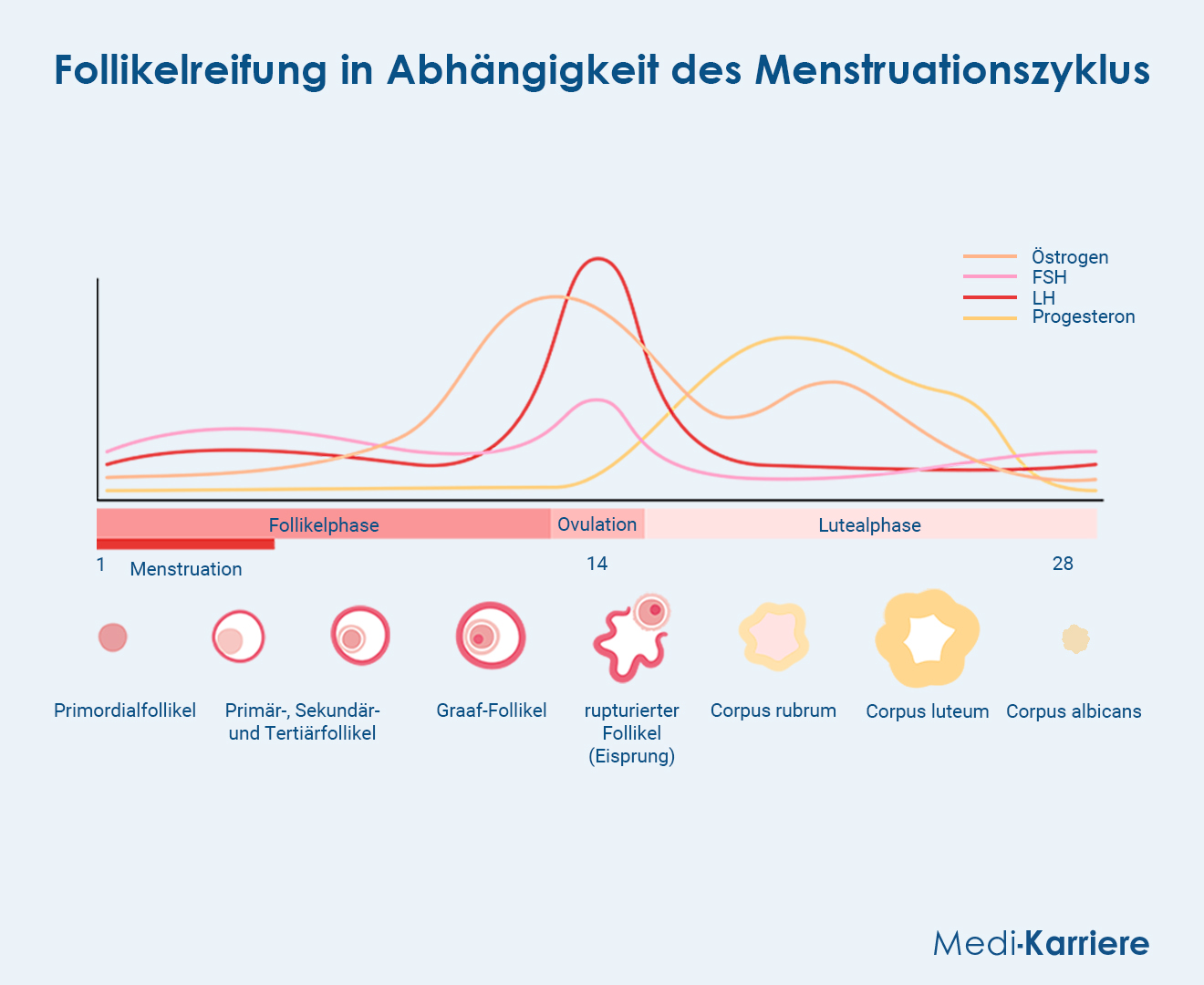 GelbkÃ¶rper Grafik