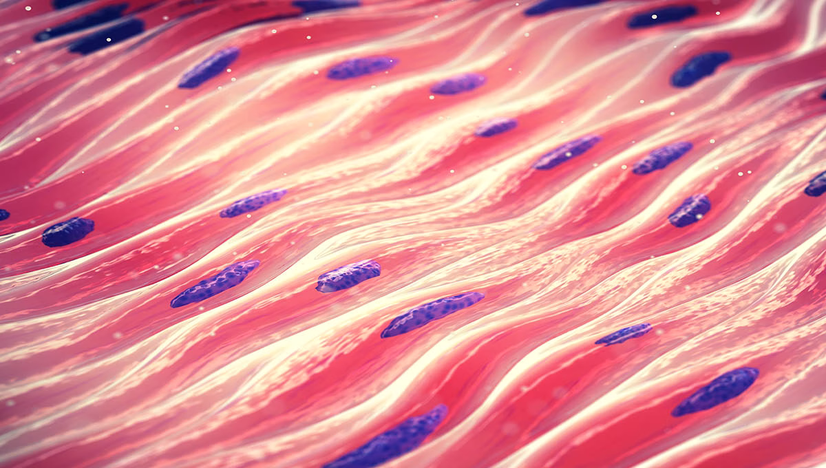 Myocytes,Are,The,The,Type,Of,Cells,Found,In,Muscle