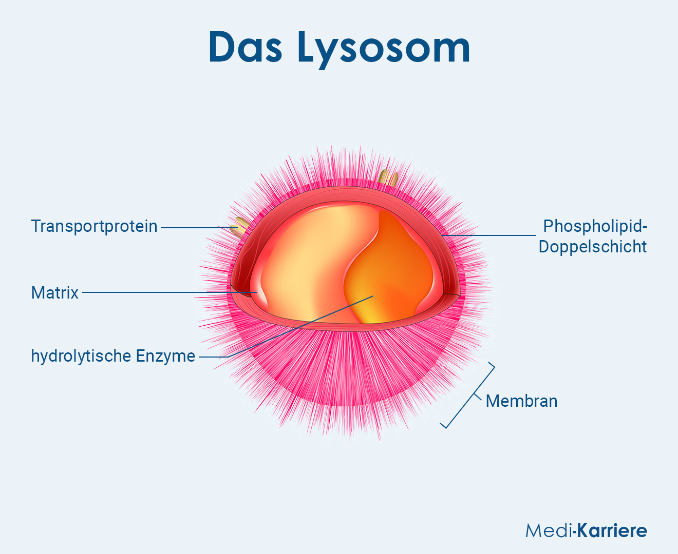 Lysosomen Grafik
