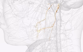 The,Glossopharyngeal,Nerve,Is,The,9th,Cranial,Nerve,(cn,Ix)