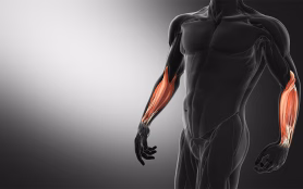 Anatomy,Of,The,Forearm,Muscles,3d,Illustration