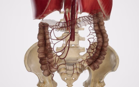 Superior,Mesenteric,Artery,And,Its,Branches.3d,Rendering