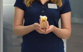 Dentistry,Concept.,Dentist.,Depersonalization.,White,Healthy,Tooth,With,Channels,,Dentin