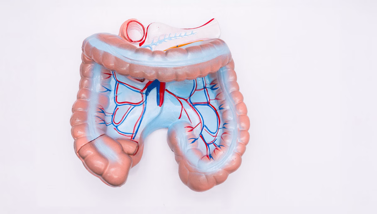 Close Up,Of,Internal,Organs,Dummy,On,White,Background.,Human,Anatomy
