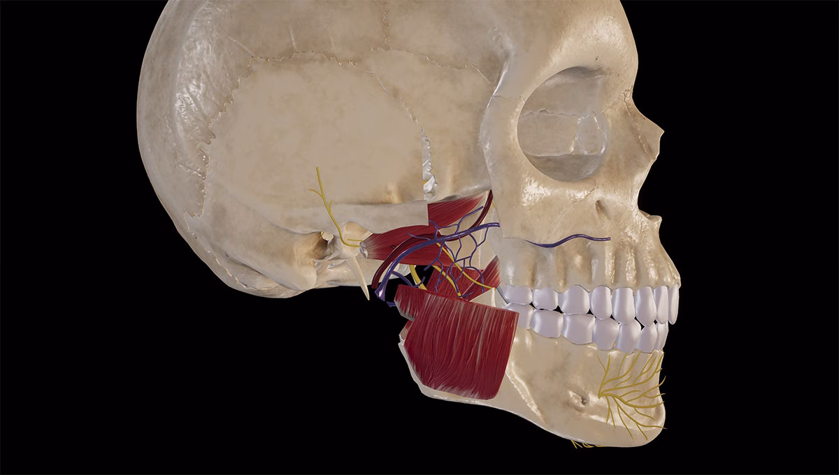 Anatomy,Of,Infratemporal,Fossa.3d,Rendering