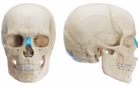 3d,Rendered,Medical,Illustration,Of,Human,Anatomy, ,Nasal,Bone.