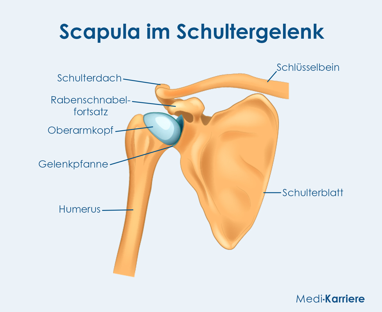 Schulterblatt Scapula Aufbau Und Funktion Medi Karriere Schulterblatt Scapula Aufbau Und Funktion Medi Karriere