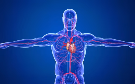 The,Human,Circulatory,System,And,Cardiovascular,System,Are,The,Heart,