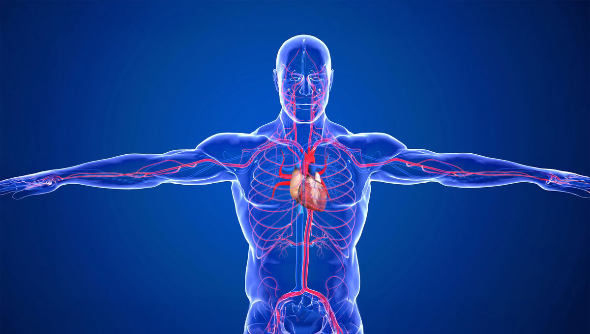 The,Human,Circulatory,System,And,Cardiovascular,System,Are,The,Heart,