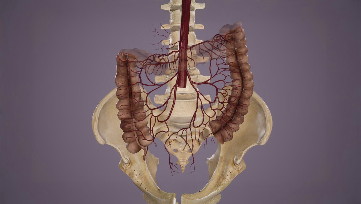 Superior,And,Inferior,Mesenteric,Arteries.3d,Rendering