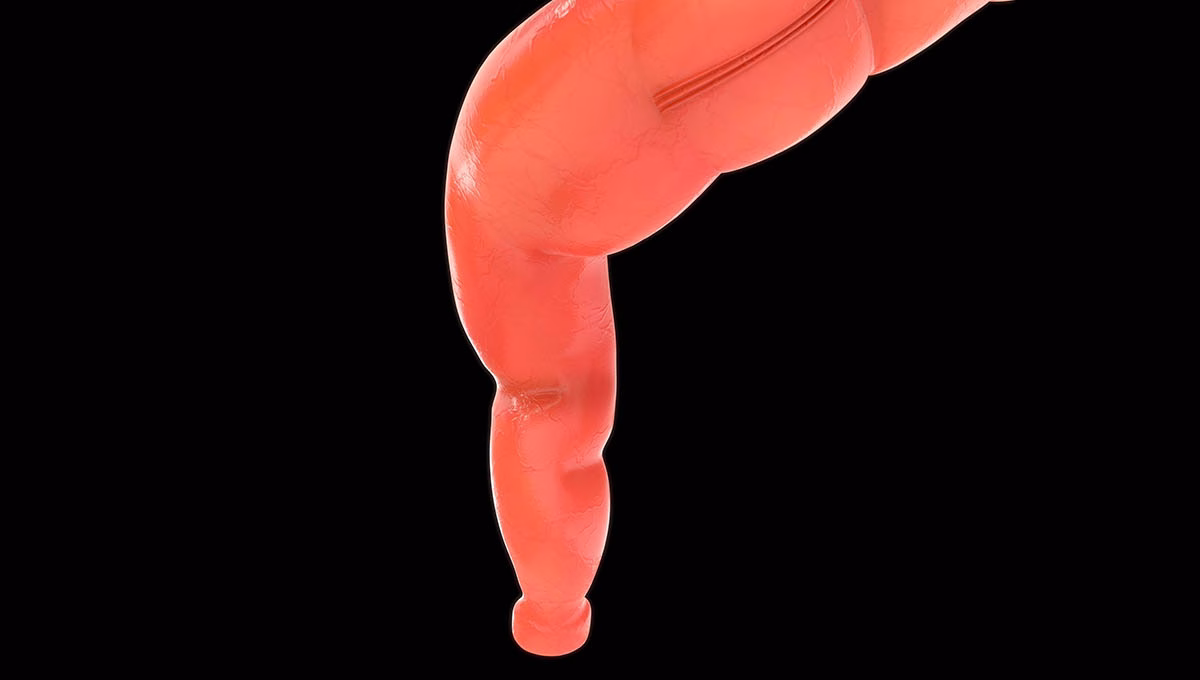 Rectum,And,Anal,Canal,Isolated,In,Black,Background,3d,Illustrator