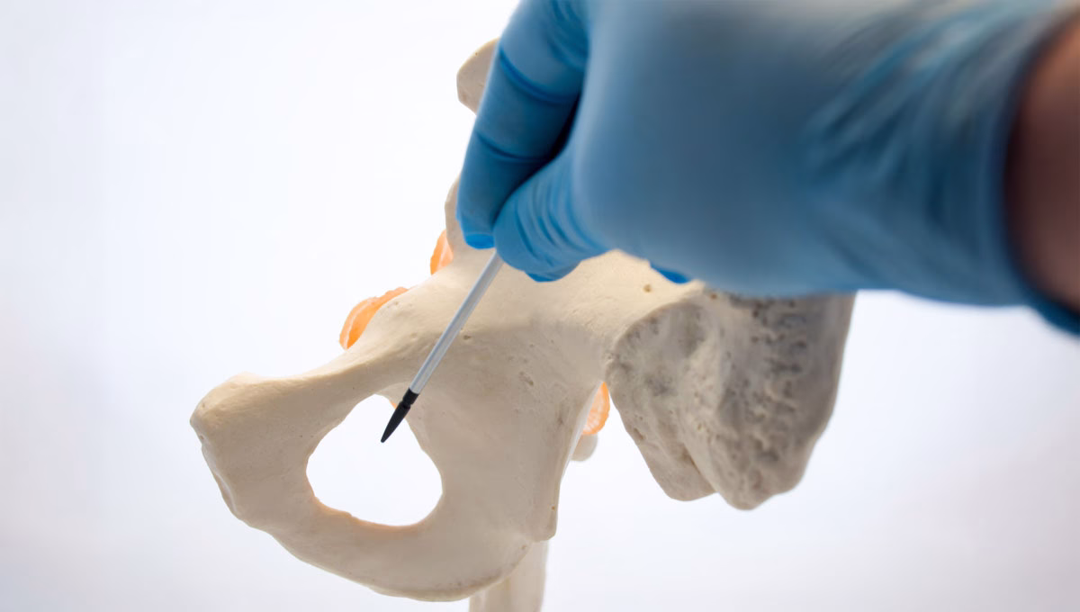 Doctor,,Scientist,,Specialist,In,Anatomy,Indicates,Pointer,Of,Obturator,Foramen