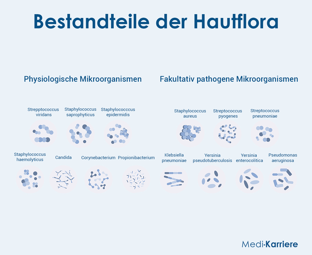 Hautflora Grafik