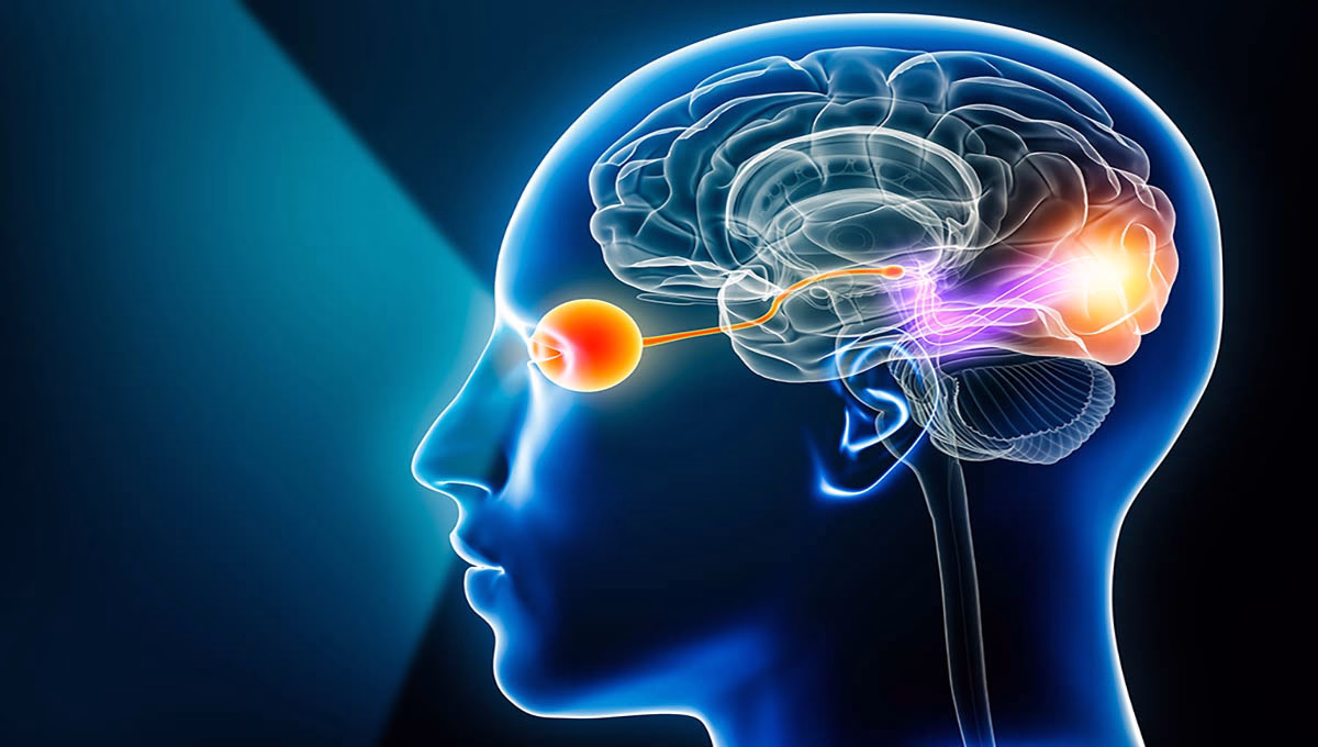 Visual,Pathway,With,Eye,,Optic,Nerve,And,Visual,Cortex,3d