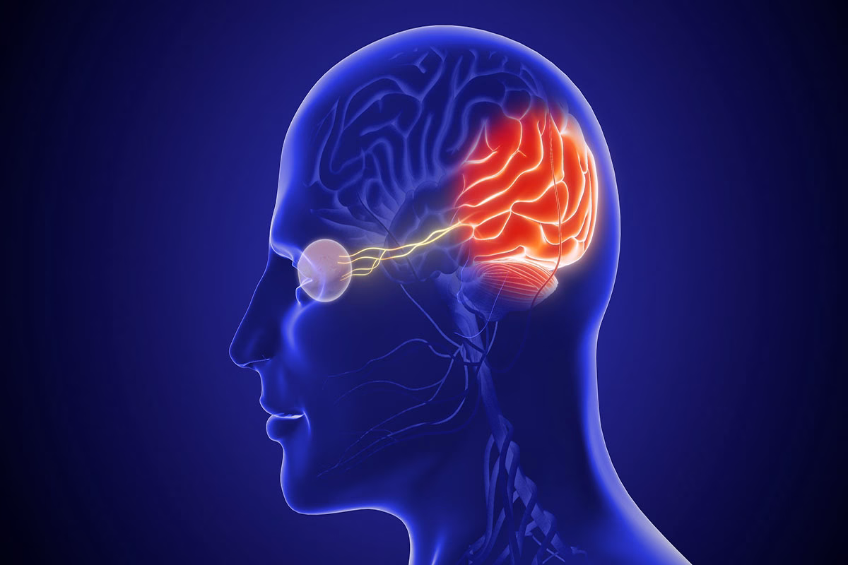 The,Optic,Nerve,And,Its,Visual,Link,To,The,Brain