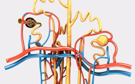 Nephrons,3d,Illustration