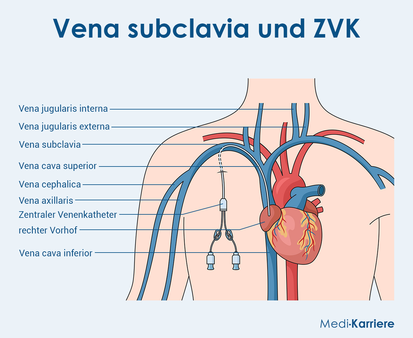 Vena Subclavia Definition Anatomie Klinik Vena Subclavia Definition Anatomie Klinik