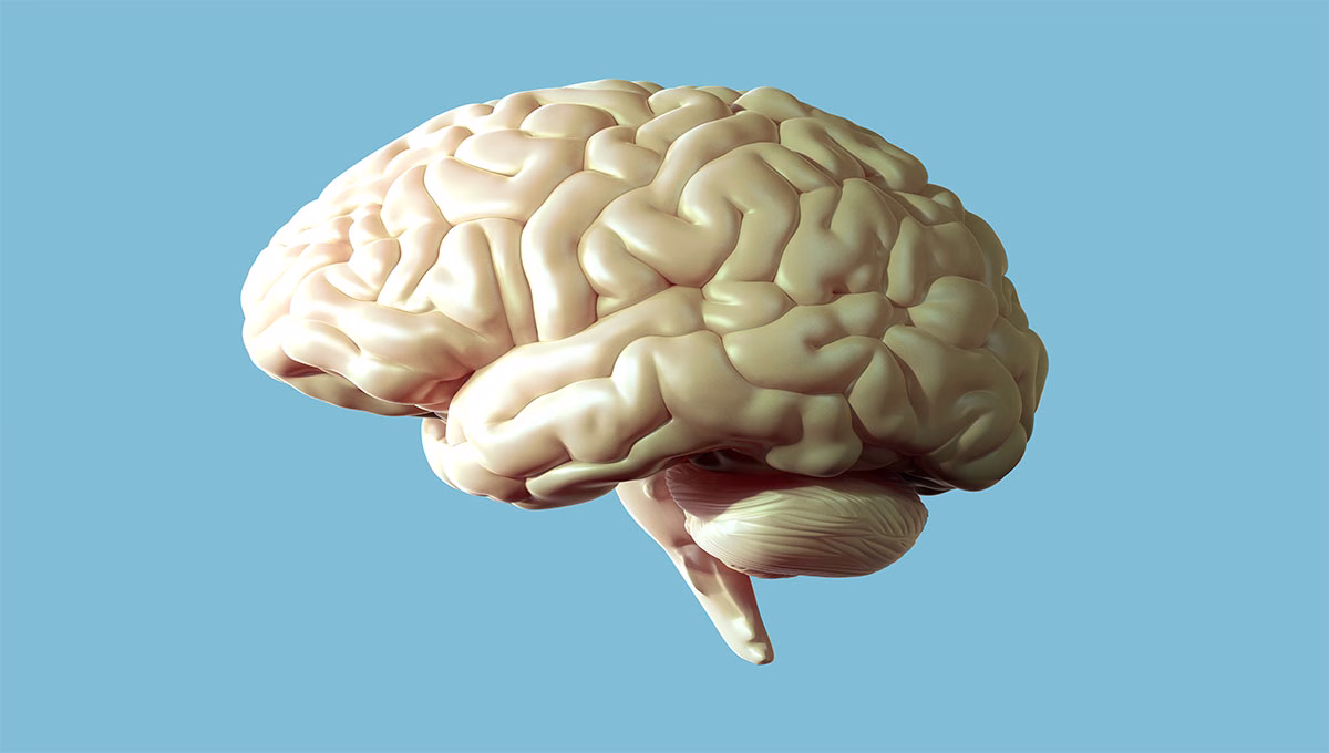 3d,Rendering,Illustration,Light,Brown,Organic,Glossy,Human,Brain,Side