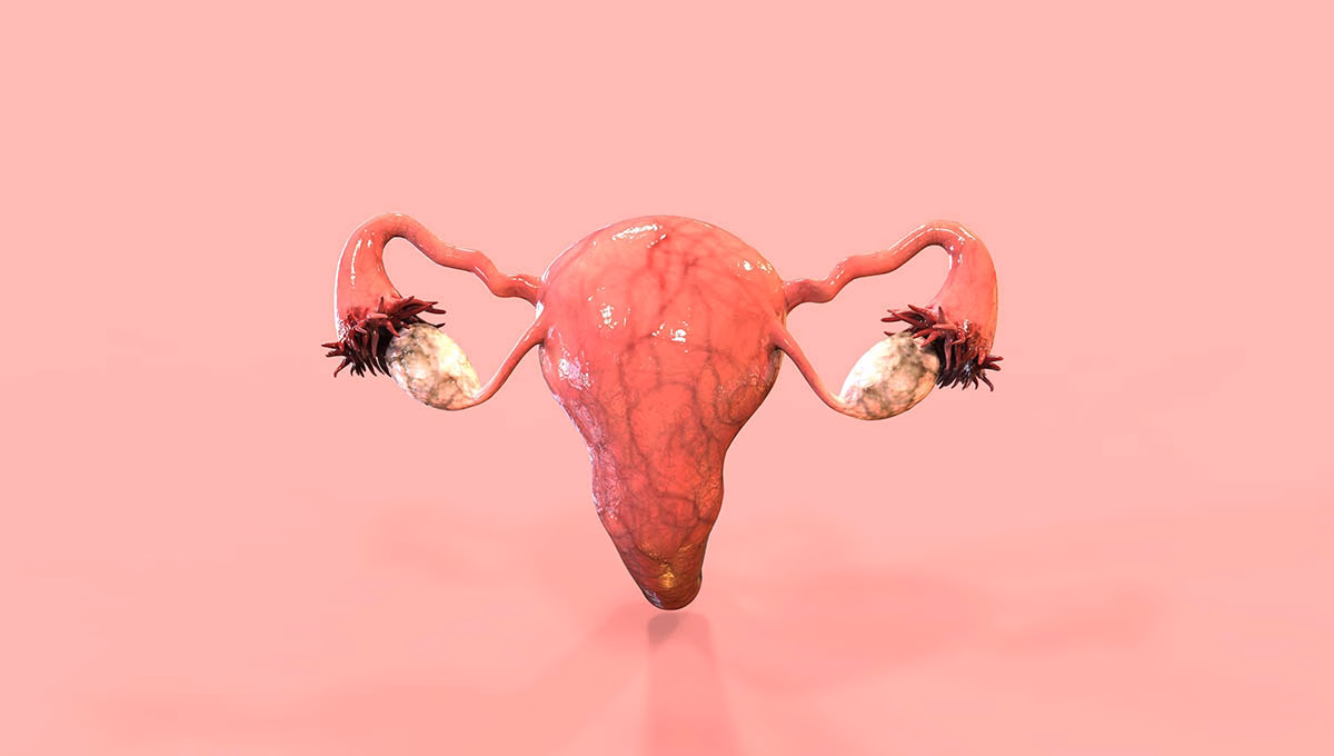 Female,Reproductive,System,3d,Render