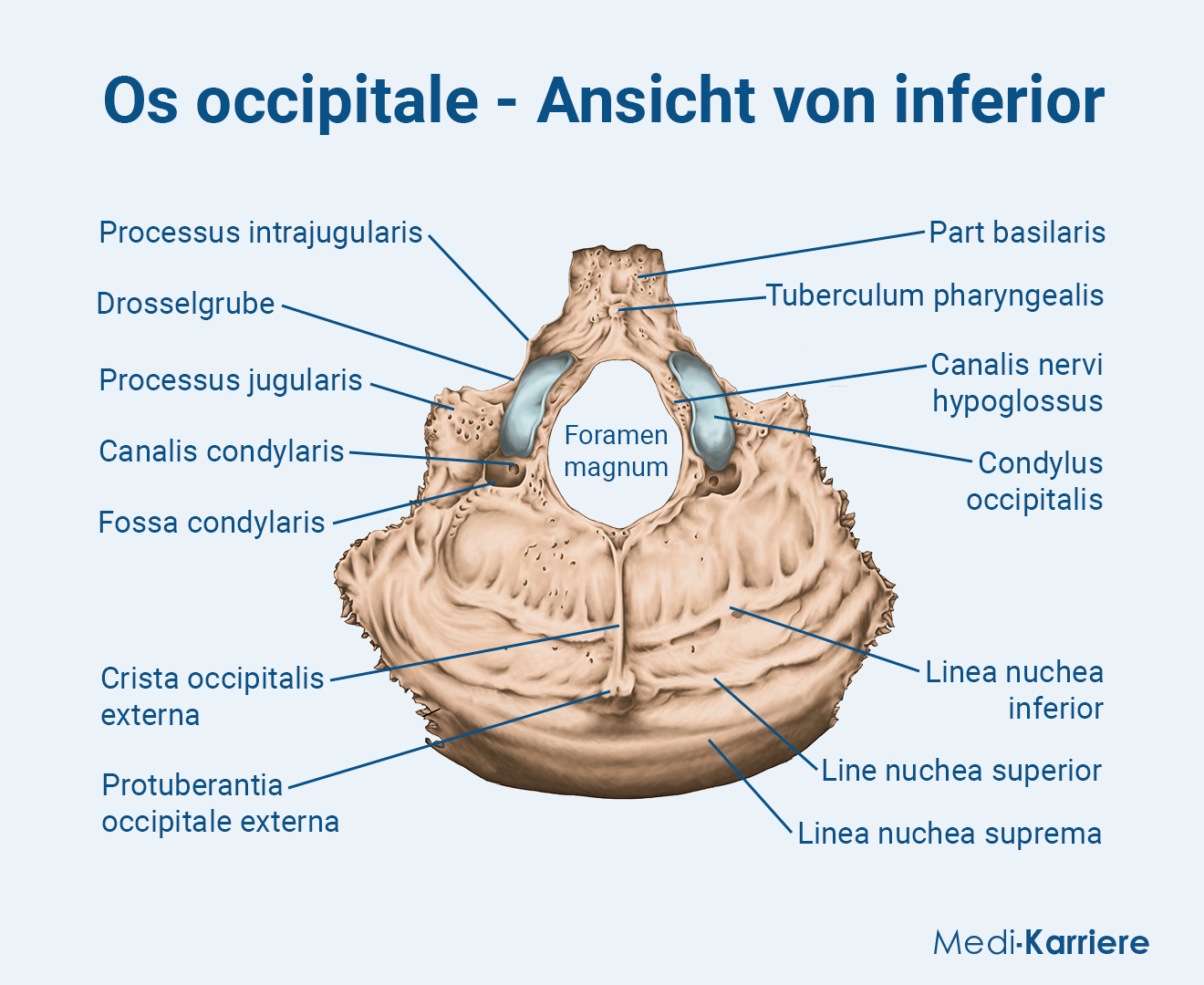 Os Occipitale.Grafik (1)