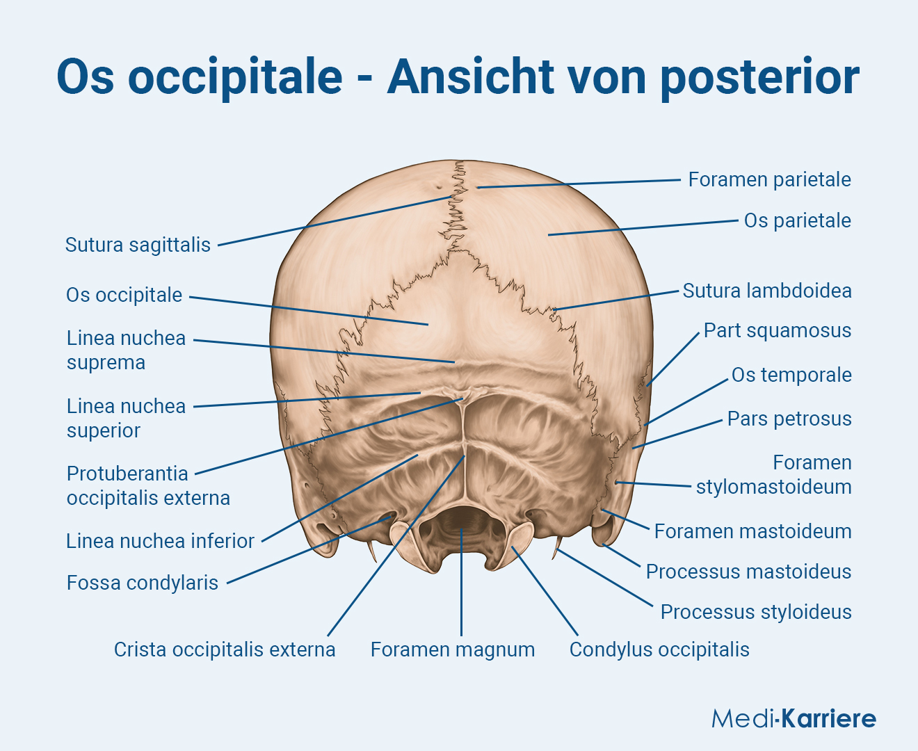 Os Occipitale.posterior.Grafik
