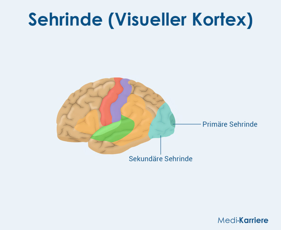 Sehrinde (Visueller Kortex): Aufbau und Funktion
