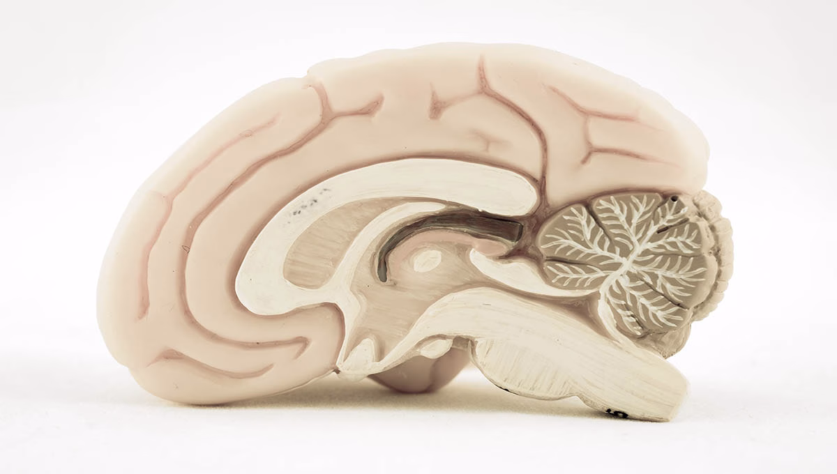 Human,Brain,Model,With,Old,Color,Style