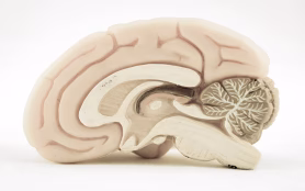 Human,Brain,Model,With,Old,Color,Style