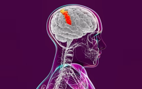 Human,Brain,In,Body,With,Highlighted,Postcentral,Gyrus,,3d,Illustration.