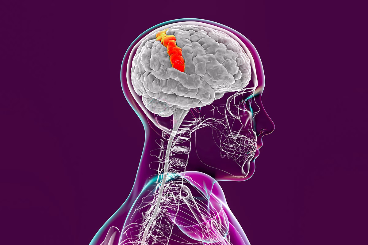 Human,Brain,In,Body,With,Highlighted,Postcentral,Gyrus,,3d,Illustration.