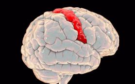 Human,Brain,With,Highlighted,Precentral,Gyrus,,Side,View,,3d,Illustration.