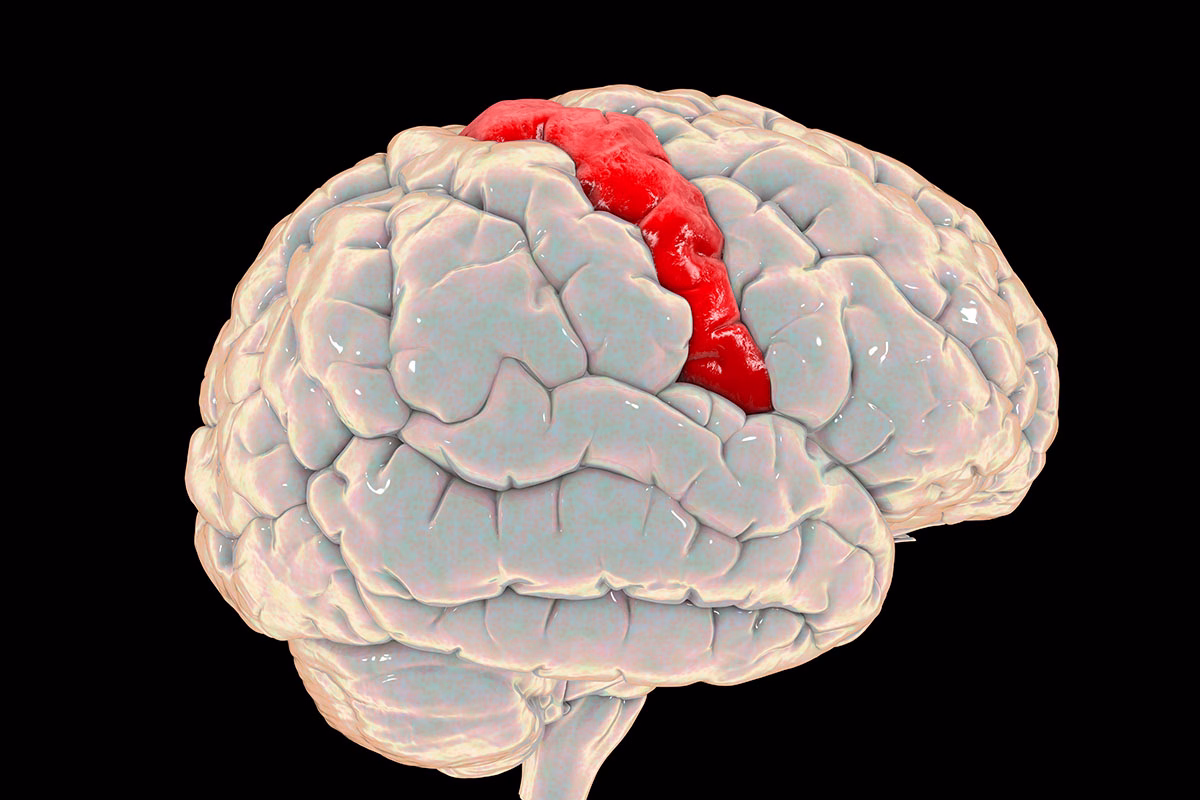 Human,Brain,With,Highlighted,Precentral,Gyrus,,Side,View,,3d,Illustration.