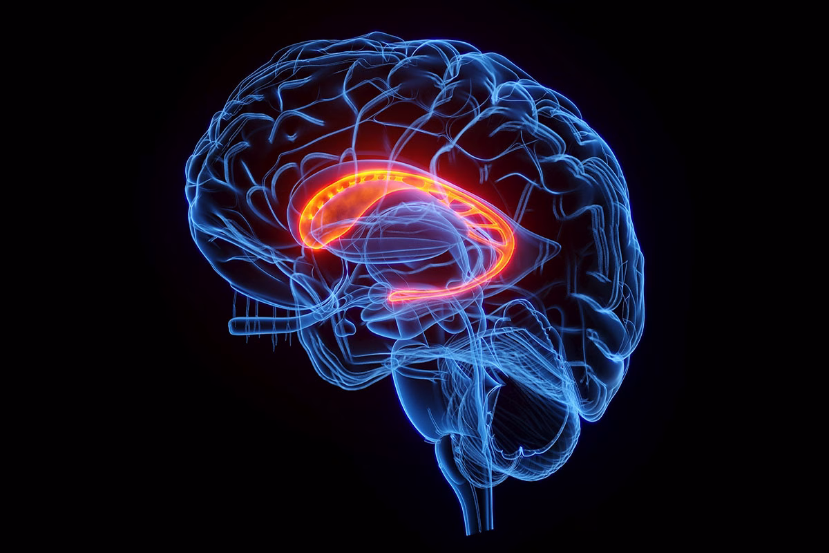 3d,Rendered,Medical,Illustration,Of,The,Caudate,Nucleus.,Plain,Black
