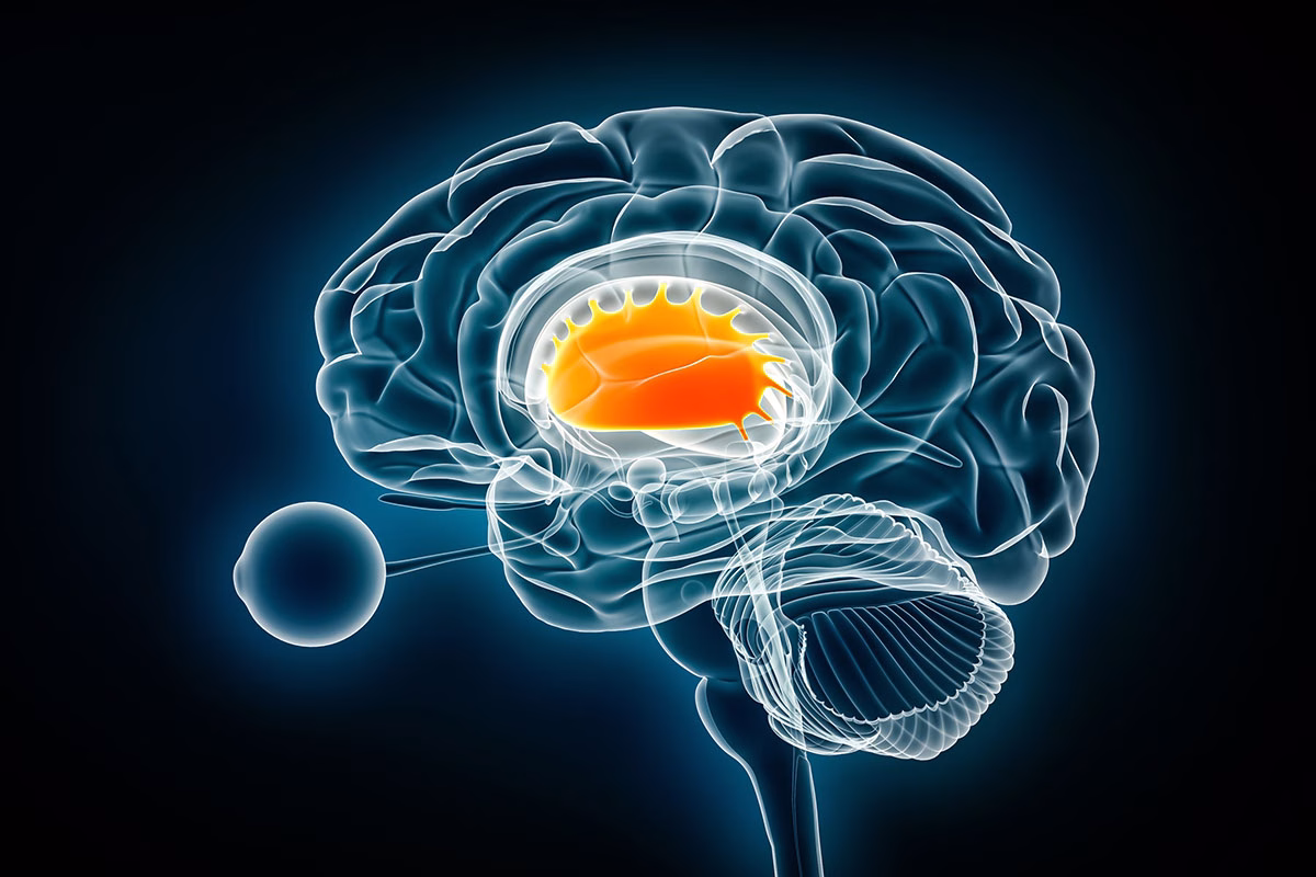 Putamen,Lateral,X Ray,View,3d,Rendering,Illustration.,Human,Brain,And