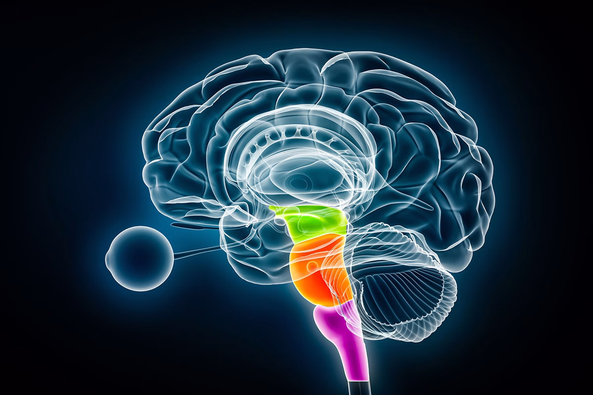 Midbrain,In,Green,,Pons,In,Orange,And,Medulla,Oblongata,In