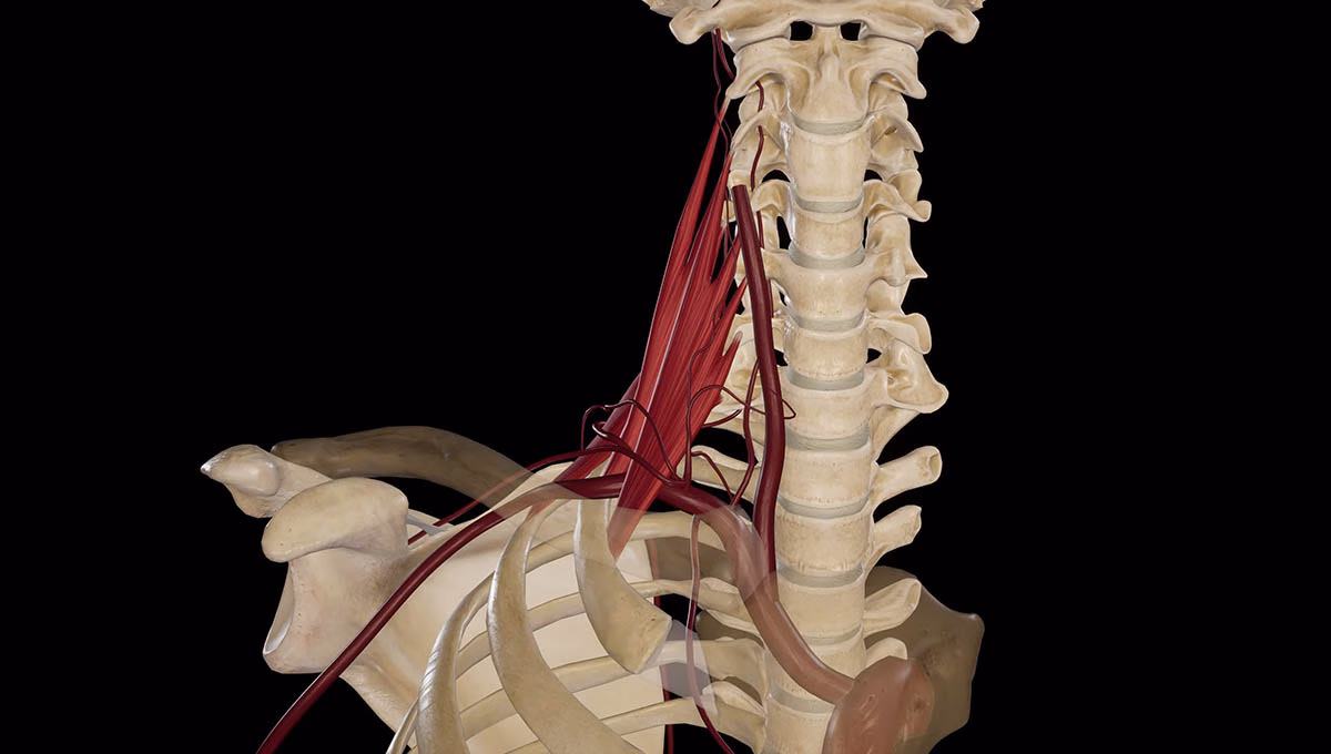Branches,Of,Subclavian,Artery.3d,Rendering