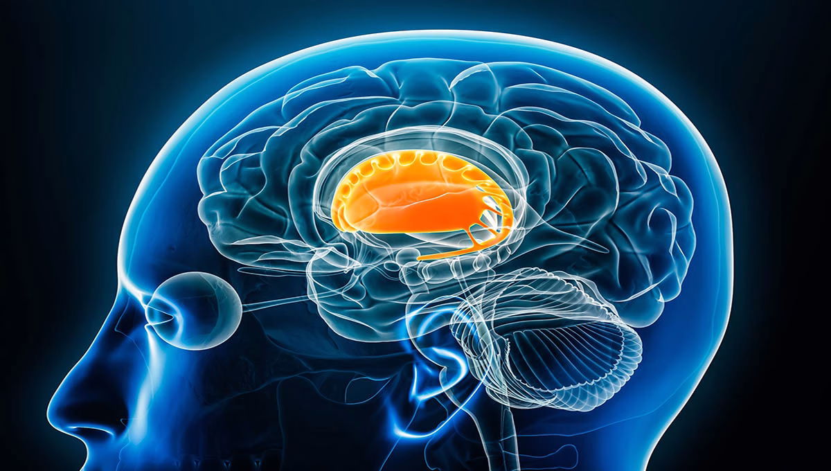 Corpus,Striatum,X Ray,Profile,Close Up,View,3d,Rendering,Illustration,With
