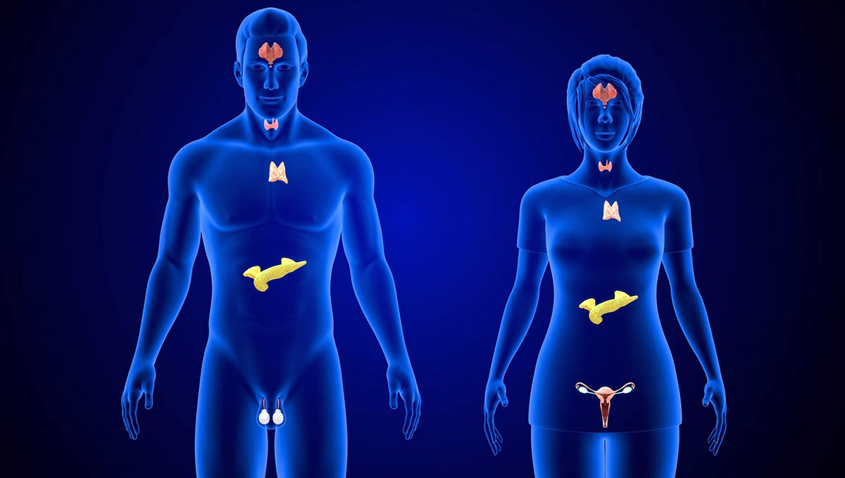Humans',Endocrine,System,3d,Illustration