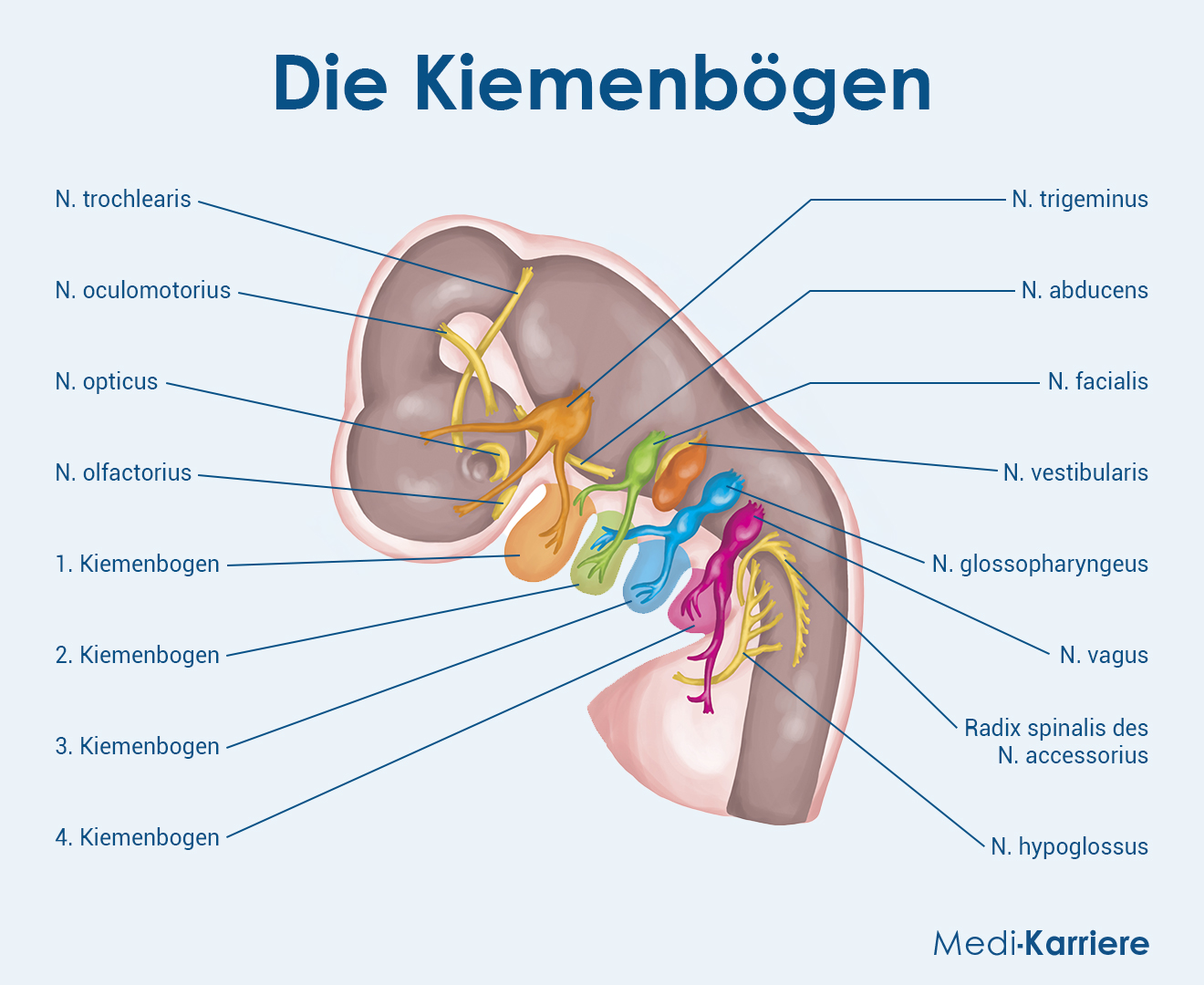 Kiemenbogen Grafik