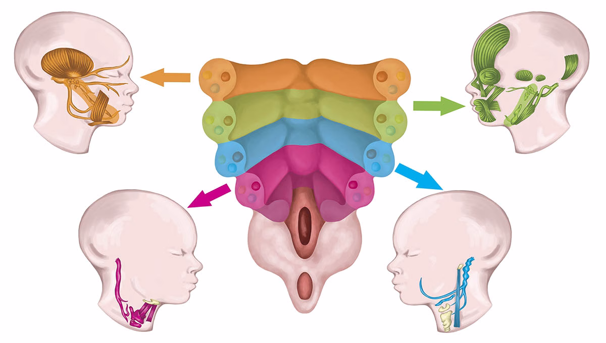 The,System,Of,Pharyngeal,Or,Branchial,Arches,Afte,Sadler,And