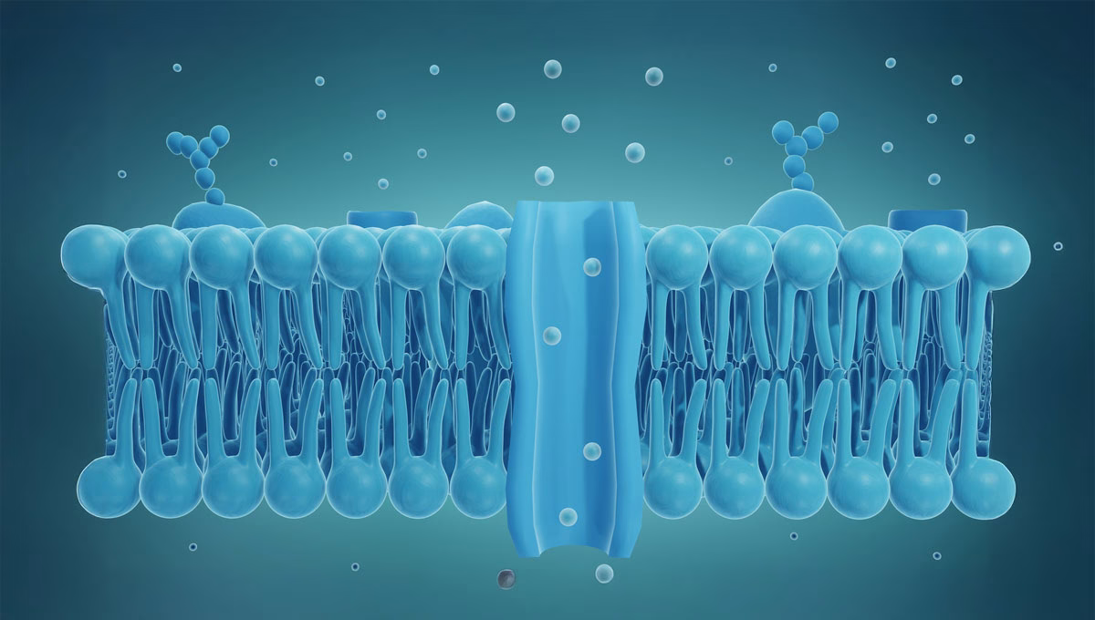 Ion,Channel,In,Cell,Membrane,,3d,Illustration