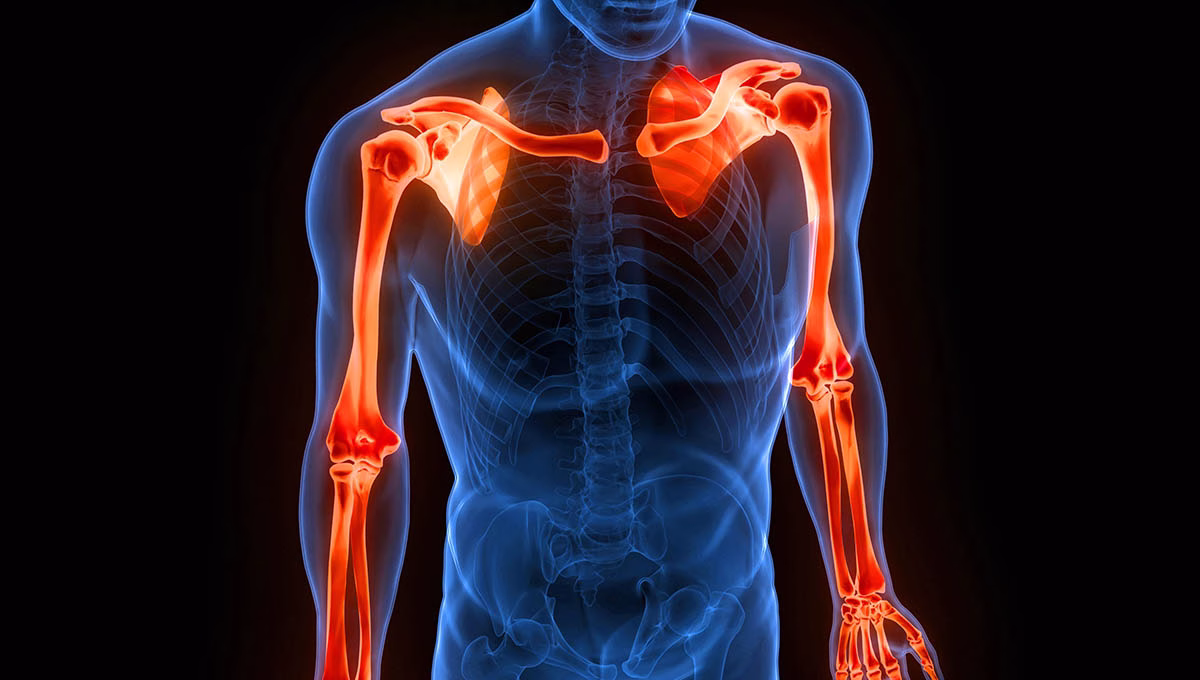 Human,Skeleton,System,Upper,Limbs,Bone,Joints,Anatomy.,3d