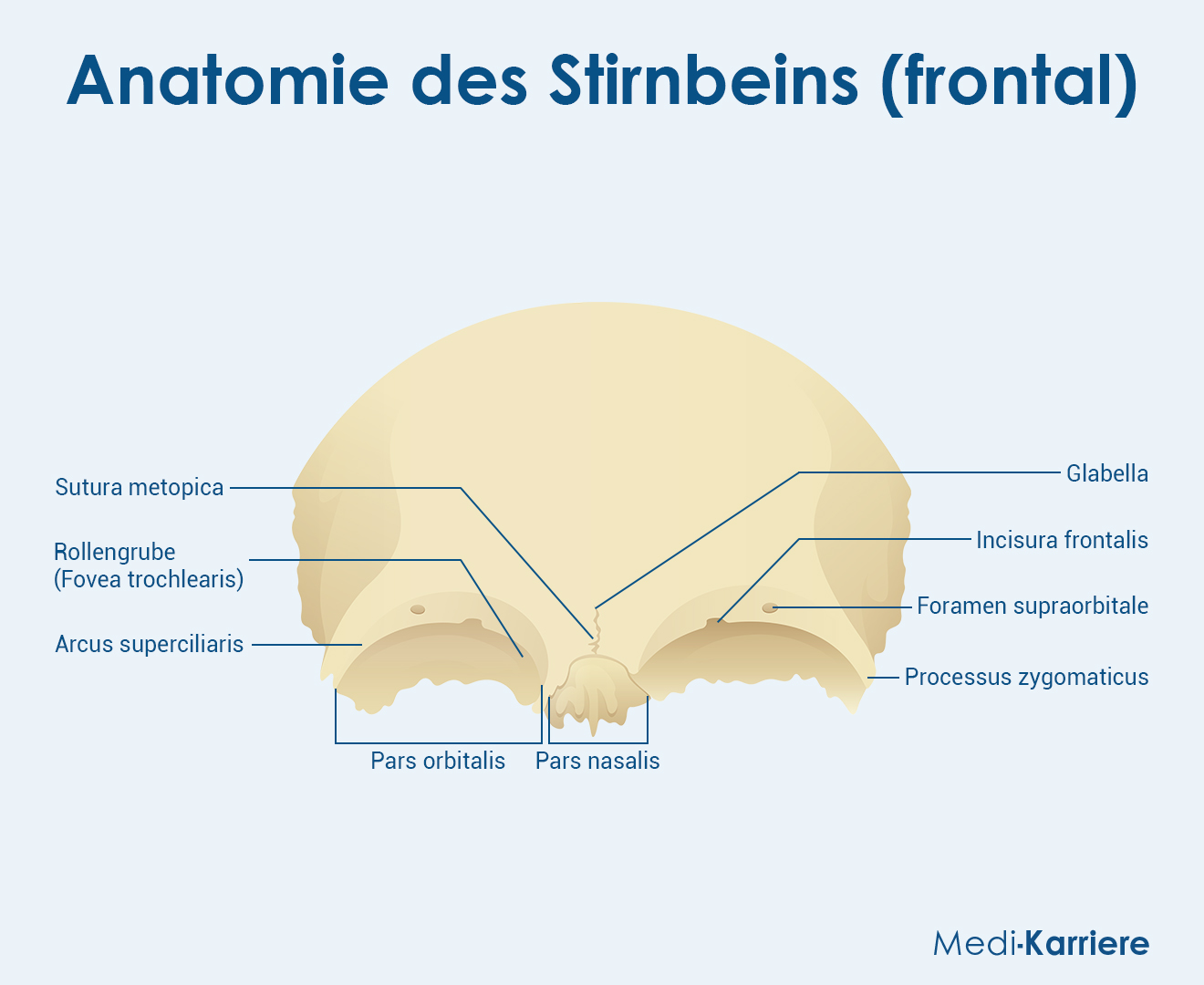 Stirnbein Grafik